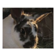 Bunny Photo Print