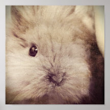 Bunny Poster