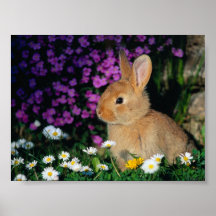 Bunny poster 3