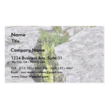 Burren Plants Limestone Rocks Business Card Template