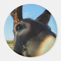 Burro Up Close Fridge Magnets