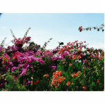 Bush With Purple Red And Orange Flowers Photo Cutout