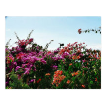 Bush With Purple Red And Orange Flowers Post Card