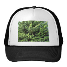 Bushy pine tree for background mesh hat