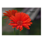 Business Card  Shasta Daisy  2