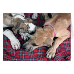 buster and jade greeting card