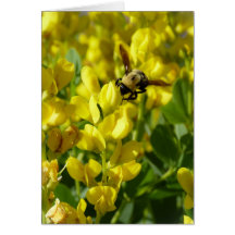 Busy Bee Cards