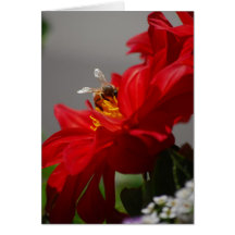 Busy Bee on Red Dahlia Card