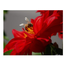 Busy Bee on Red Dahlia Postcard