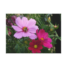 Busy Bee - Trio of Cosmos Canvas Print