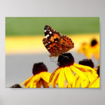 BUTERFLY ON BLACKEYED SUSANS PRINT