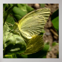 Butter Fly Poster