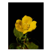 Buttercup ~ postcard