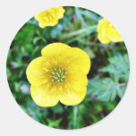 Buttercup Stickers