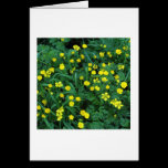 Buttercups cards