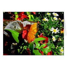 Butterflies and Flowers Cards