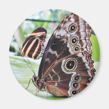 Butterflies Butterfly Magnet