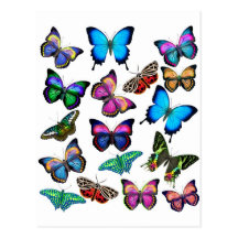 Butterflies Fluttering By Postcard