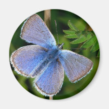butterflies hairy blue mist magnets