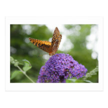 Butterflies Postcard