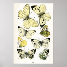Butterflies Poster