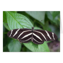 Butterfly 4 note card