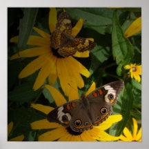 Butterfly and Daisies Print