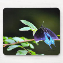 Butterfly at Rest Mouse Pad