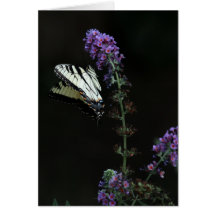 Butterfly Blank Greeting Card