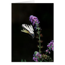 Butterfly Blank Note Card