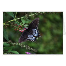 Butterfly Blank Note Card