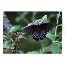 Butterfly Blank Note Card