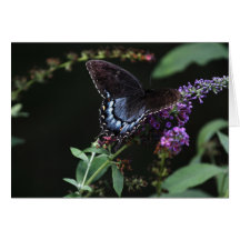 Butterfly Blank Note Card