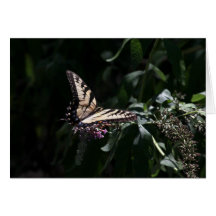 Butterfly Blank Note Card