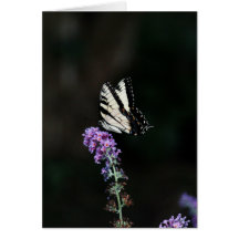 Butterfly Blank Note Card