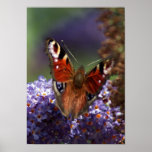 Butterfly blues print