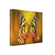 Butterfly - Butterfly of happiness Canvas Prints