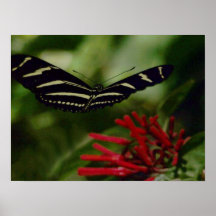 Butterfly canvas print