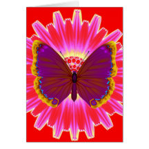 Butterfly Cards