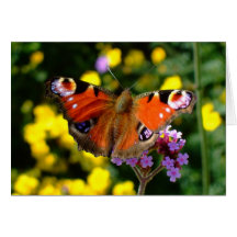 Butterfly Cards