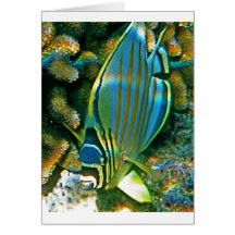 Butterfly Fish - Front facing Card