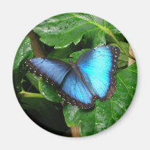 Butterfly Fridge Magnet