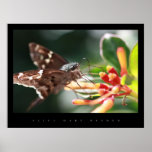 BUTTERFLY GARDEN POSTER