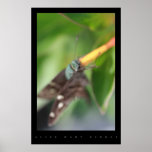 BUTTERFLY GARDEN POSTER