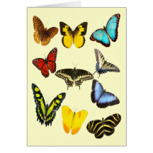 Butterfly Greeting Card