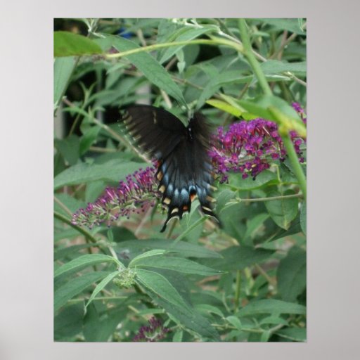 Butterfly in Motion Poster/Print Bordered