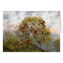 Butterfly Migration Cards