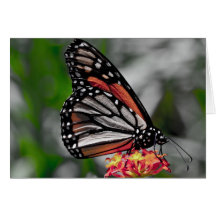 Butterfly Note Card