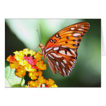 Butterfly Note Card