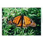 Butterfly notecards